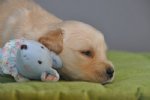 Cuccioli a 20 giorni